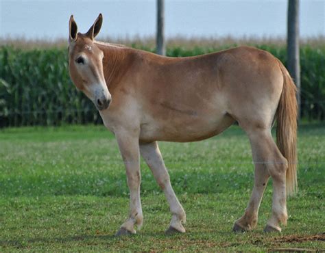 Hinny (Female Donkey + Male Horse) | Strange hybrid animals | Pictures ...