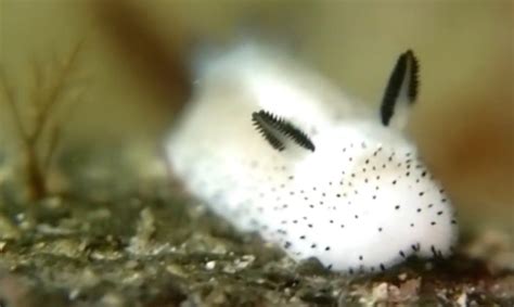 Insanely cute ’sea bunny’ slugs are so adorable they look unreal | Inhabitat - Green Design ...