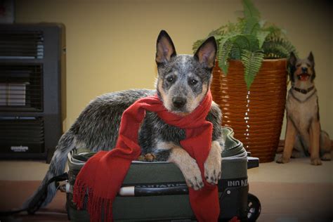 Travel With Your Miami Dog - Dog Training Miami