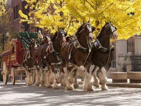 Meet the Budweiser Clydesdales during Super Bowl Week in Las Vegas