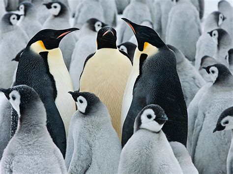 Emperor Penguins, Antarctica