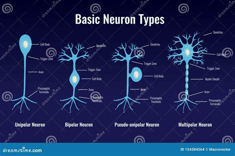 Neuron Types Diagram