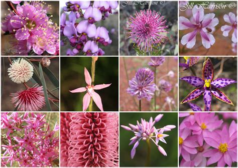 Life Images by Jill: Western Australia's amazing wildflowers