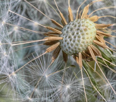 Fractal Patterns In Nature: How to Help Your Outdoorsy Kid Love Math – Artful Math