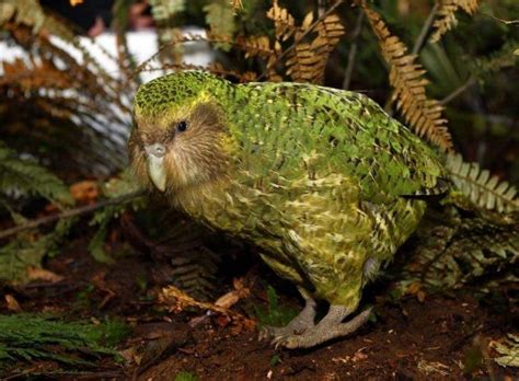 Kakapo – Facts, Size, Lifespan, Diet, Pictures