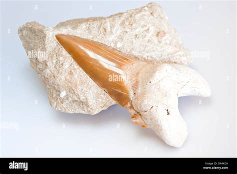 Otodus obliquus shark tooth Stock Photo - Alamy