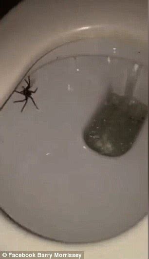 Australian man catches a huge huntsman spider hiding in the toilet bowl ...