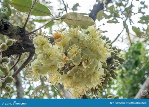 Durian flowers on tree stock photo. Image of seasonal - 118810828