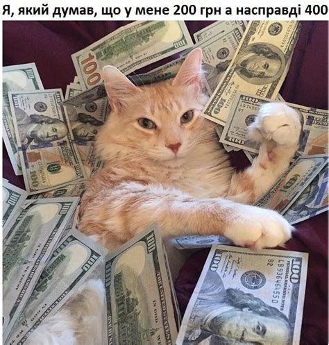 Create meme "cat money, cat with money meme, greedy cat" - Pictures ...