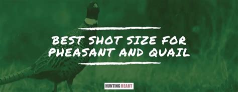 Best Shot Size for Pheasant and Quail - Hunting heart