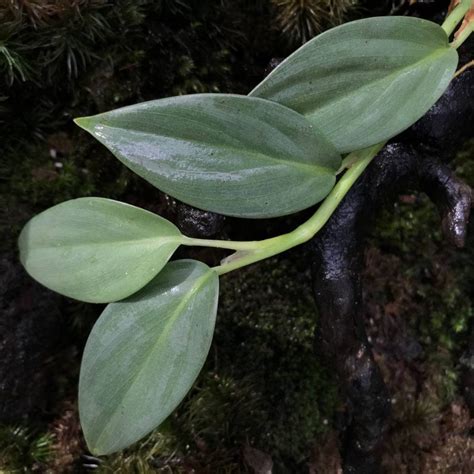 Rhaphidophora Archives - Borneo Aquatic