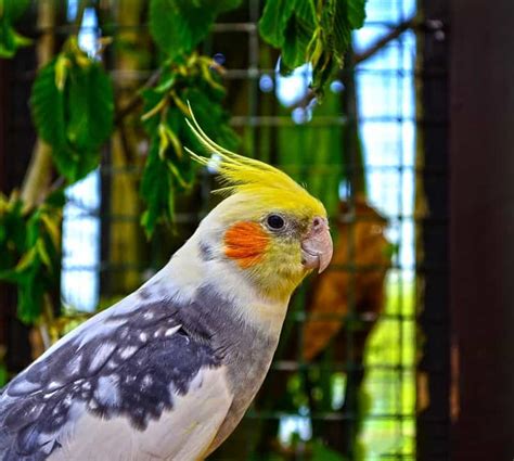 Cute Cockatiel Names - Cockatiels As Pets