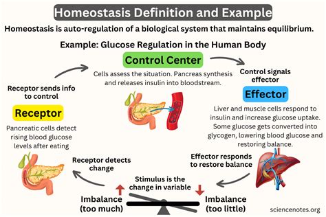 What Is Homeostasis in Biology? Definition and Examples