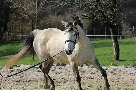 100+ Arabian Horse Names: Ideas for Distinct & Smooth Horses - Pet Keen