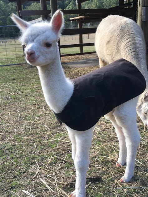 Breeding Alpaca's — Little Valley Farm