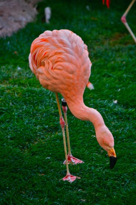 Wildlife Habitat at the Flamingo - A Little Bit About a Lot of Things A ...