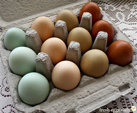 A Rainbow of Egg Colors - What Breed of Chicken Lays Which Color Egg ...