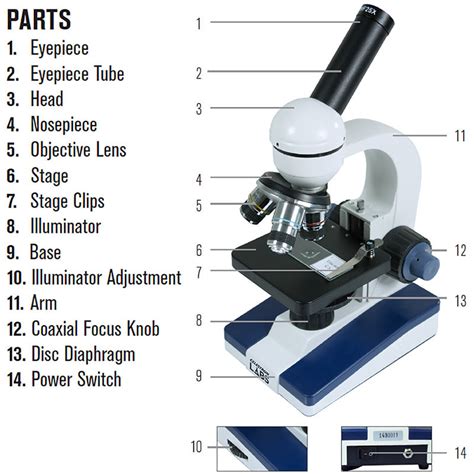 BSC 2085L Chap. 2 The Compound Microscope Diagram | Quizlet