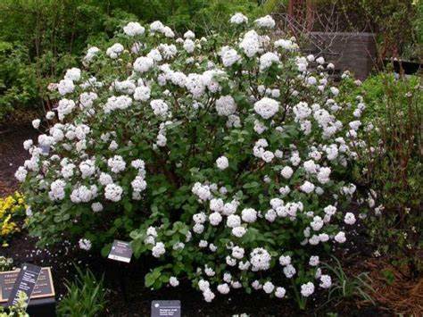 Viburnum Korean Spice - Heinen Landscape