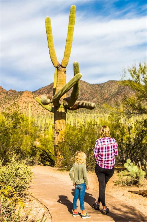 8 Amazing Things to Do in Saguaro National Park Tucson, Arizona