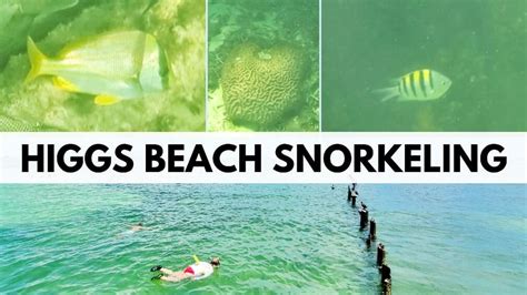 Key West Florida beaches! Free Higgs Beach snorkeling 🐠 so many fish in ...