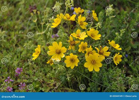 Meskel Flower Stock Photos - Free & Royalty-Free Stock Photos from Dreamstime