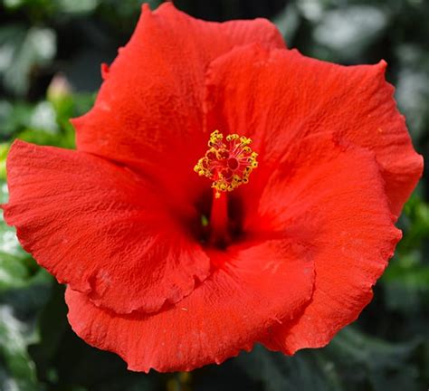 Tropical Hibiscus Plants | Calloway's Nursery