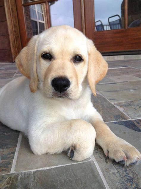 Yellow lab puppy. | Labrador Retrievers | Pinterest | Yellow lab ...