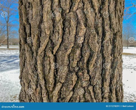 Tree Identification: Sweetgum. Liquidamber Styraciflua Stock Image ...