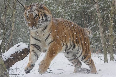 Download - Amur Tiger- snow — Stock Image