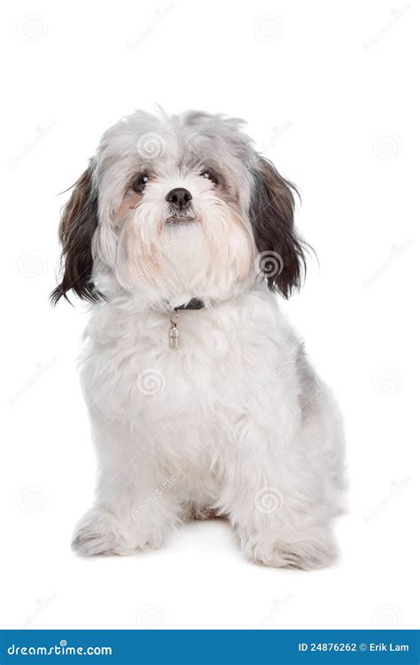 Boomer Dog Stock Photography - Image: 24876262