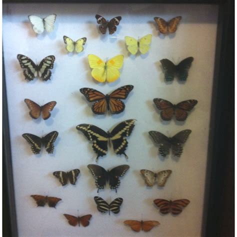 butterfly display | Crafts, Butterfly, Display