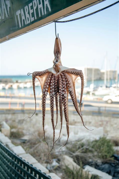 Experts Dismayed as World's First Octopus Farm Nears Completion — Species Unite