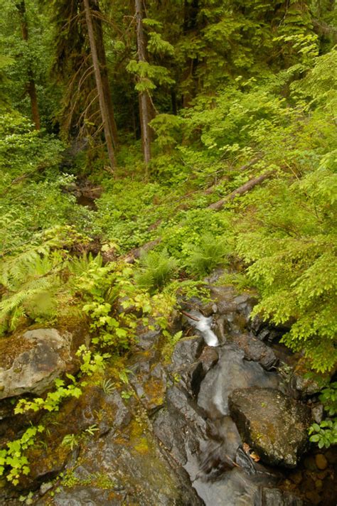 Quinault Rain Forest - Brandon Kowallis