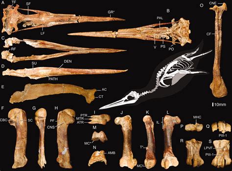 Fossil Record Evolution