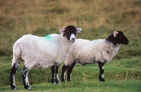 Scottish Blackface Sheep Photograph by Tony Camacho/science Photo Library