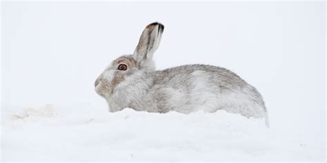 Mountain Hare | Spotlight Images