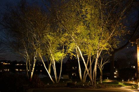 Uplights on a grove of trees | Outdoor tree lighting, Landscape ...