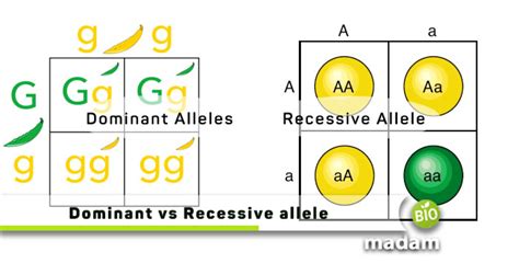 Difference between Dominant and Recessive Alleles - biomadam