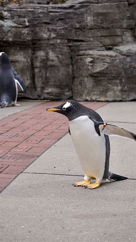 PHOTOS: Annual Penguins on Parade tradition kicks off at Pittsburgh Zoo – WPXI