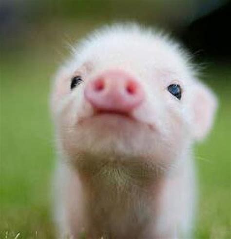 To Cute, Tiny Pig - image #971071 by awesomeguy on Favim.com