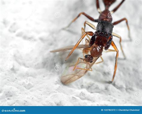 Macro Photo of Ant Mimic Jumping Spider Biting OnTorso of Prey O Stock Photo - Image of biting ...