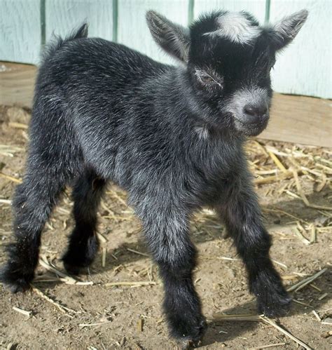 Baby pygmy goat! | All Creatures Great and Small | Pinterest