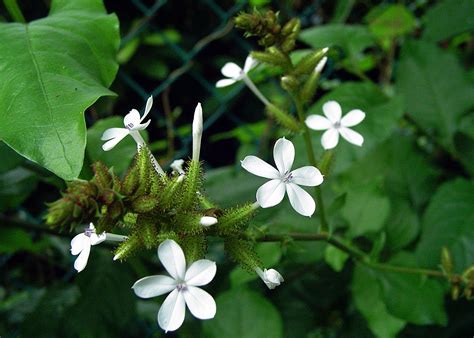 Plumbago zeylanica – eFlora of India