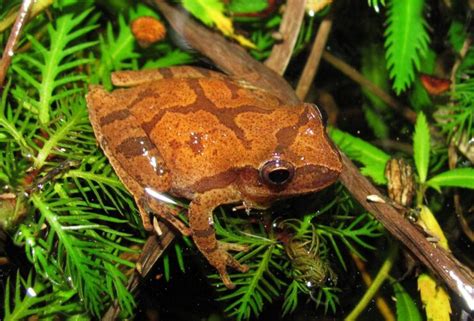 Spring Peeper - Pseudacris Crucifer - Boreal Forest