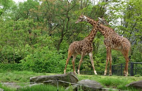 File:Giraffes - Pittsburgh Zoo - DSC02615.JPG - Wikimedia Commons