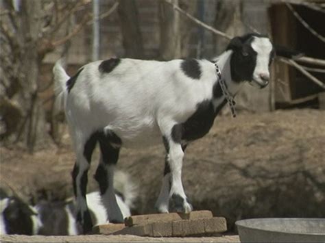 Why These Fainting Goats May Be the 'New Dogs for People' - ABC News