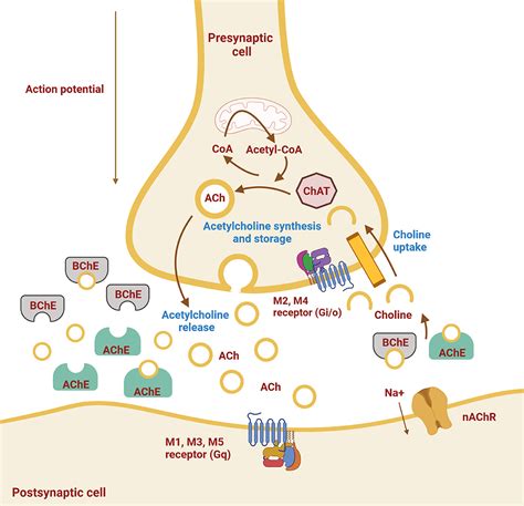 Acetylcholine Synthesis Pathway