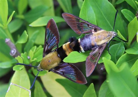 Hummingbird Moth, description, identification, characteristics, size, photographs