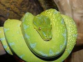 Green Tree Python - Snake Facts